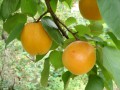 滨州特产-水杏